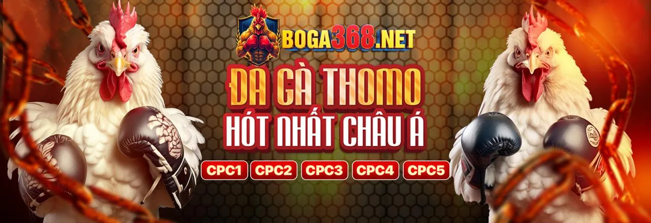 Sân đấu đá gà Thomo với không khí sôi động